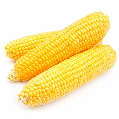 Corn on the Cob 24x2