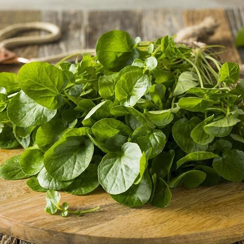 First 4 Fruit Watercress (Each)
