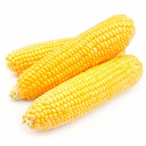 Corn on the Cob 24x2