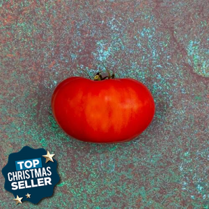 First 4 Fruit Beef Tomatoes (2 Pack)