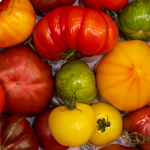 First 4 Fruit Heritage Tomato 3kg